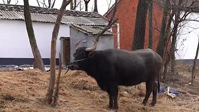 4K水牛放养水牛家畜耕地农业养殖视频的预览图